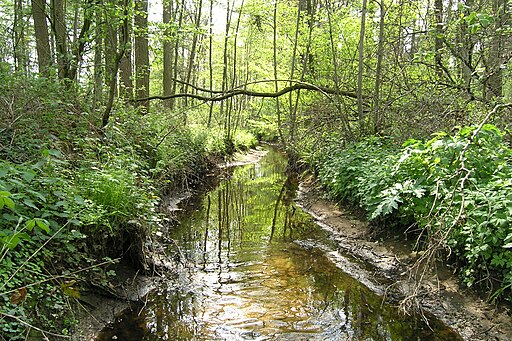 Willinkbeek
