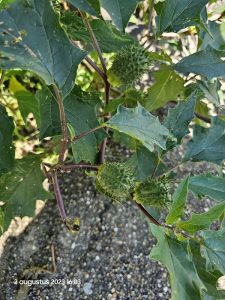 0071 Trage tocht Gulpen 2023