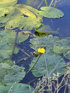 031 Rondwandeling Groot Agelo - Hunenborg 20230813