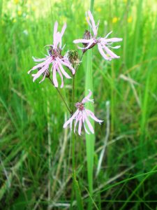 Echte Koekoeksbloem 810px Lychnis flos cucili 009