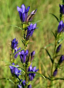Klokjesgentiaan780px Gentiana pneumonanthe Orchi 29132