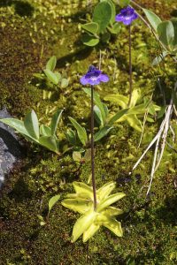 Vetblad 720px Pinguicula vulgaris LC0331