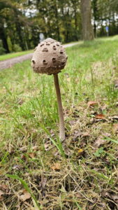 Ruurlo Liefdespad 00034_resize